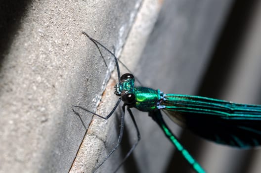 macro picture of a dragonfly with blue wings