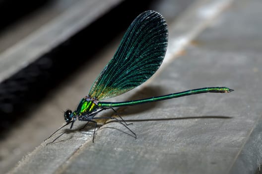 macro picture of a dragonfly with blue wings