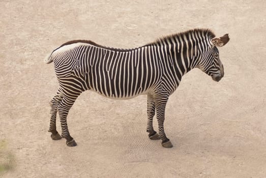 Zebra in the enclosure