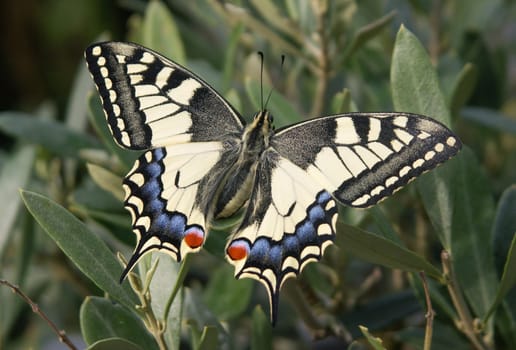 Swallowtail