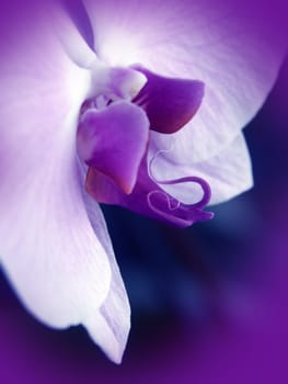 Orchid