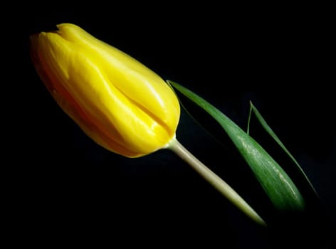 Tulip