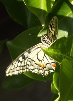 Swallowtail