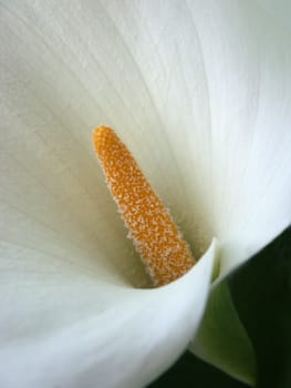 Calla
