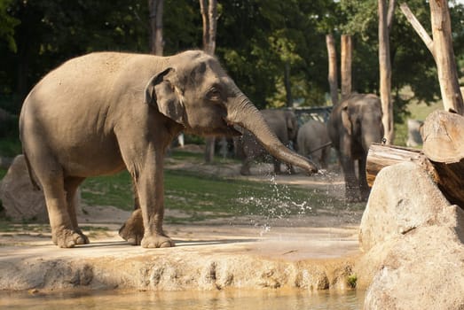 Elephant in the enclosure