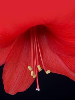 Amaryllis
