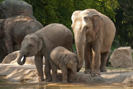 Elephants in the enclosure