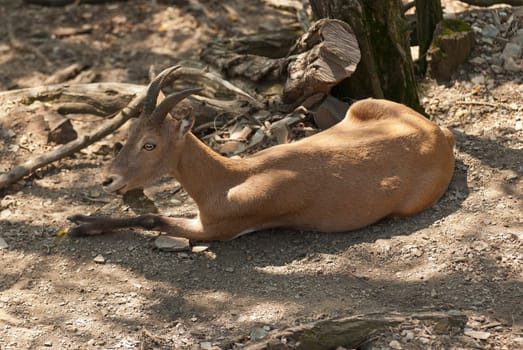 Mountain goat