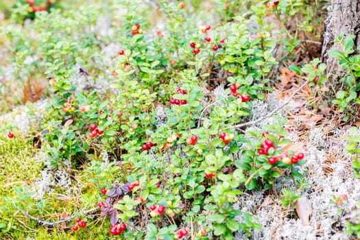 Amount of ripe foxberry bush mixed with moss