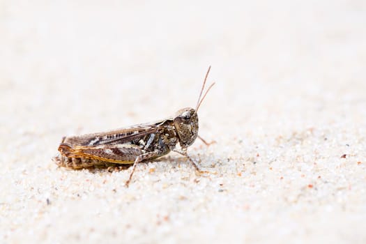 Zoomed grasshopper with ground grey camouflage at sand