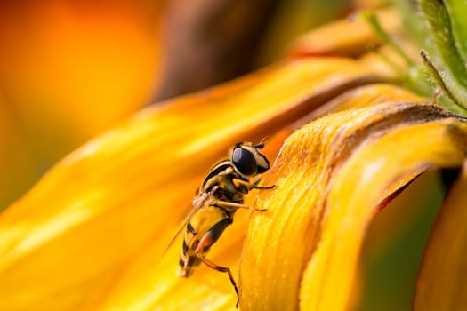Bee collecting pollen from yellow flower in garden