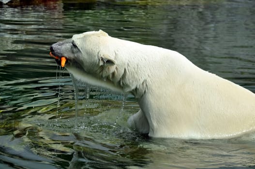 Polar bear