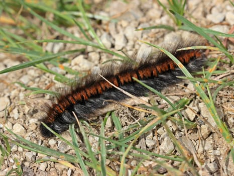 Blackberry moth caterpillar (Macrothylacia rubi)