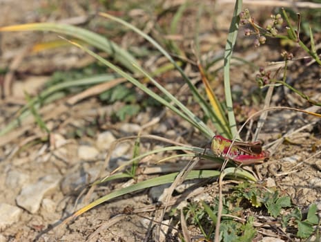 Heath grasshopper (Stenobothrus lineatus) on the Dörnberg