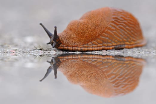 Slug