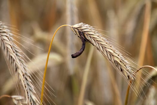Rye with ergot