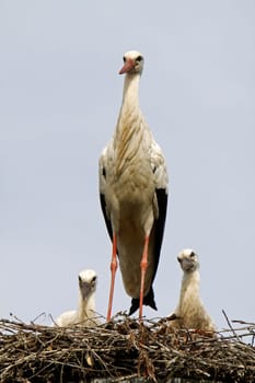 Stork's Nest