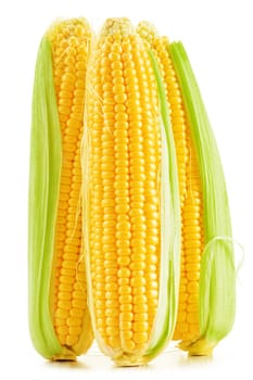 Ears of corn isolated on a white background