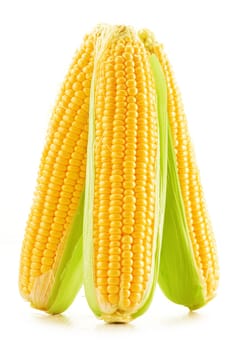 Ears of corn isolated on a white background