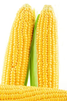 Ears of corn isolated on a white background