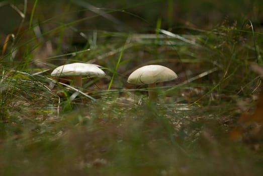 Two poisonous mushrooms