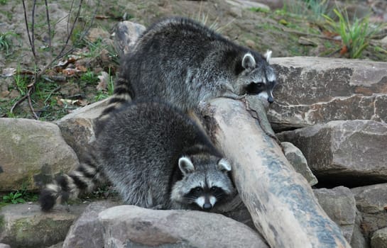 Raccoons