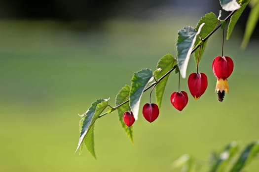 Flowering mallow (Abutilon megapotamicum)