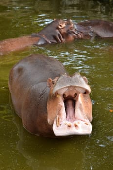 Hippo Hippopotamus open it mouth