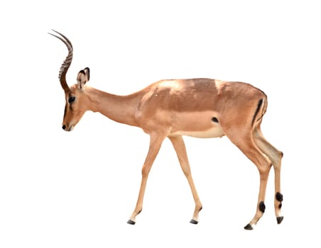 adult male impala isolated on white background
