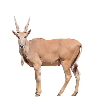 eland isolated on white background