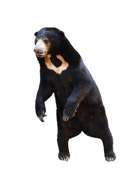 malayan sunbear standing isolated on white background