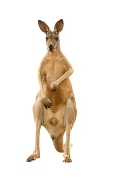 kangaroo isolated on white background