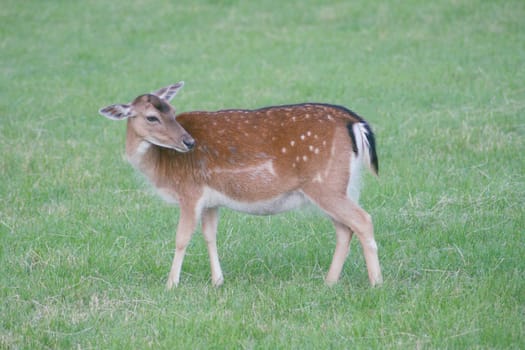 a fallow deer in a green clearing