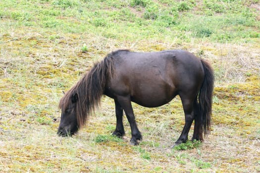 Ein kleines schwarzes Pony beim grasen