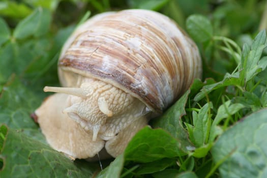 Close-up of a creeping vineyard snail,(Helix pomatia)