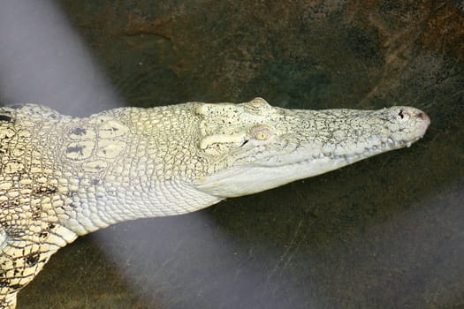 Detail view of a crocodile in the water tepid gestures