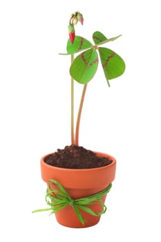 Macro of a four-leaf clover in flowerpot,clipping on white