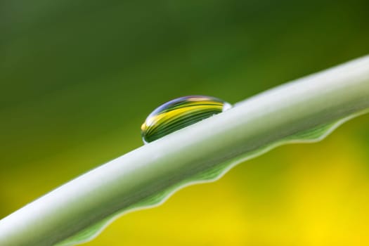Drops of water on the fresh green shoot.
