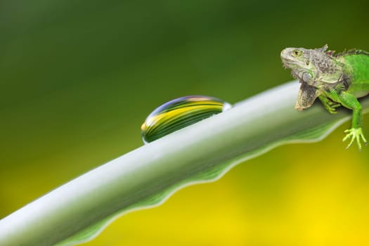 Water drops and iguana