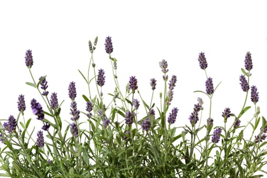 Lavender background,isolated on white