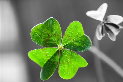 Macro of a four-leaf clover with shadows and some blurs