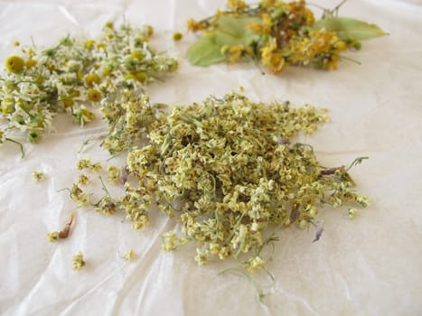 Chamomile flowers,elderflowers and lime blossoms to dry on white paper
