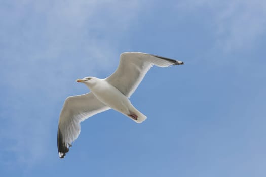 Close-up of a flying herring gull with blue sky in the background