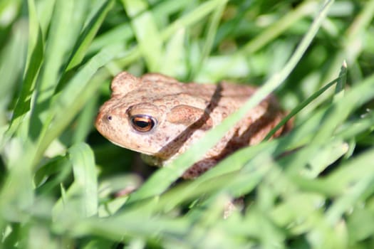 Eine kleine braune Kröte sitzt im Gras