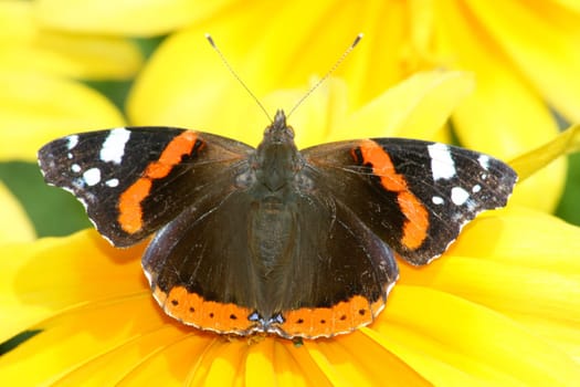 Admiral"vanesa atalanta""besucht gelbe Blüte"