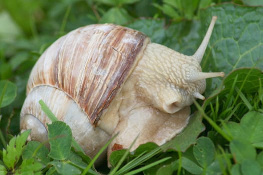 Close-up of a creeping vineyard snail,(Helix pomatia)