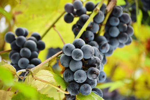 Bunch of fresh red grapes in vineyard