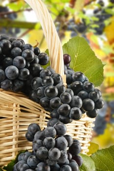Bunch of fresh red grapes in vineyard