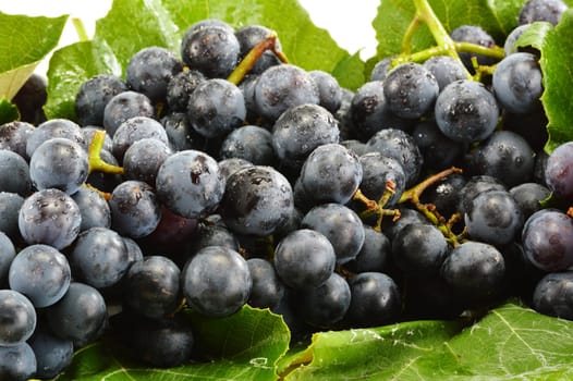 Bunch of fresh red grapes