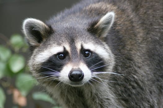 Close-up of a raccoon from the front